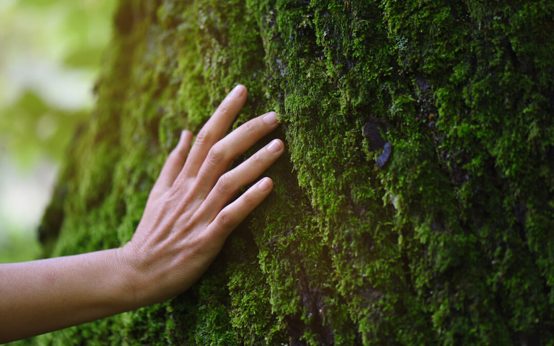 Carbon Handprint