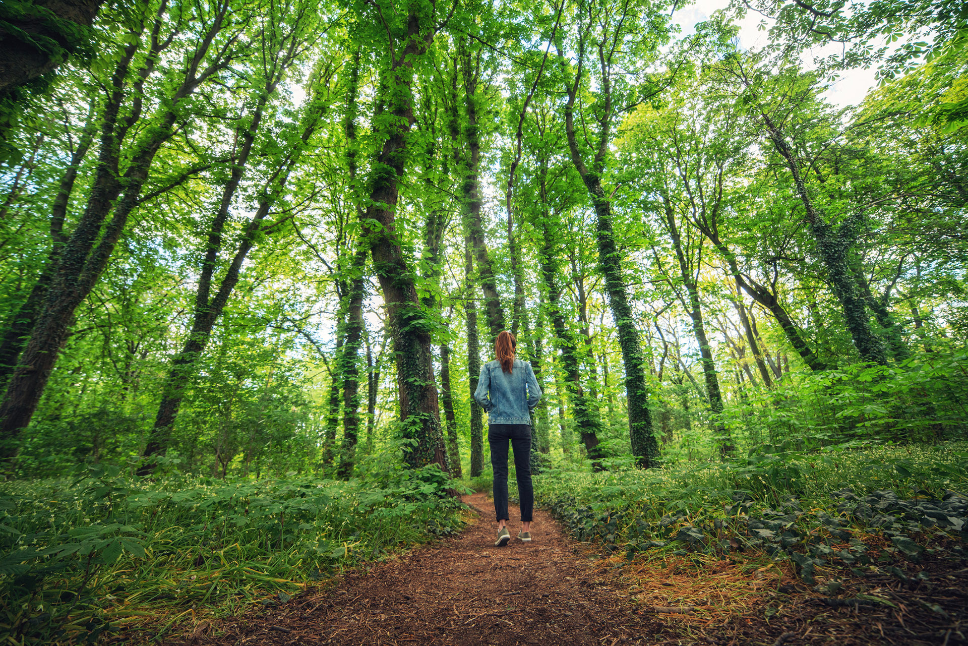 woodland walking